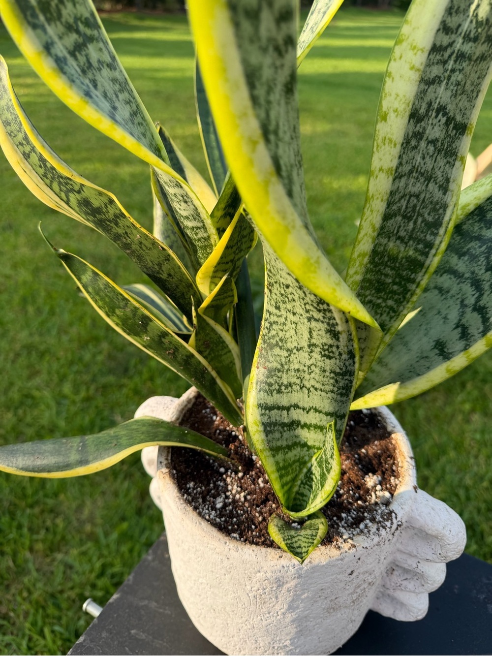 Variegated Snake Plant (Sansevieria) in Decorative Clay Pot - Picture 3 of 3